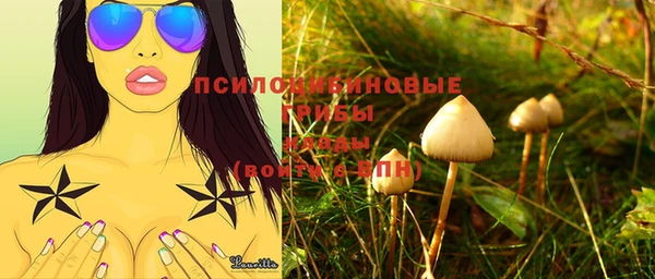 стаф Богданович